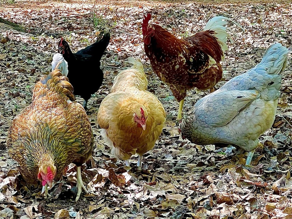 (12+) Barnyard Mix Hatching Eggs