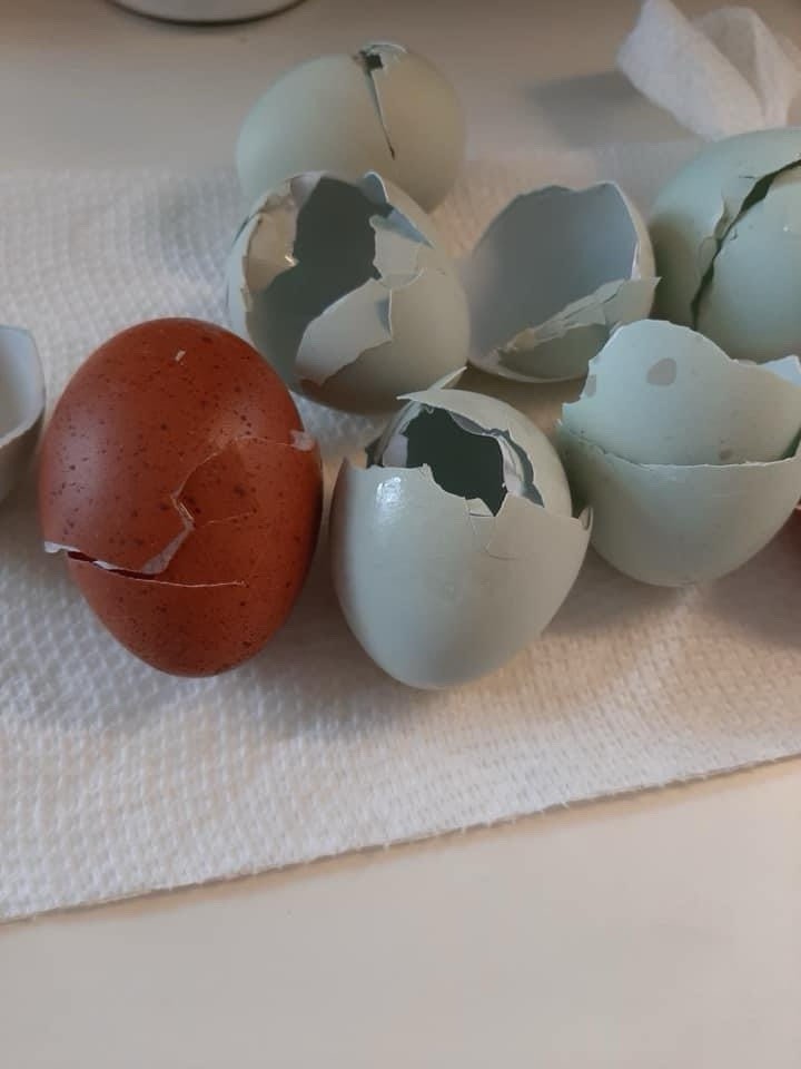 6+ Opal Legbar Hatching Eggs