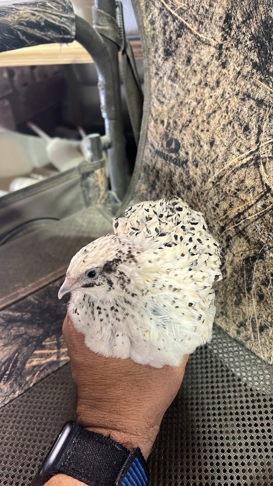 12 Buddy’s Hatchery Pearl Fee Coturnix Quail Hatch Egg