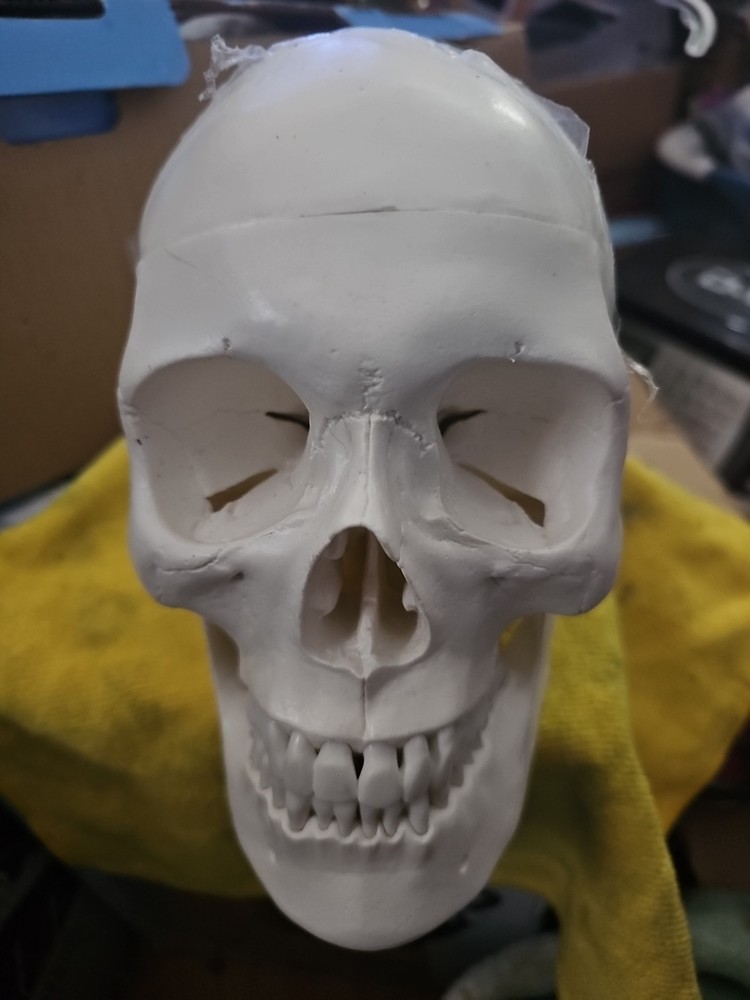 Dental School Training Artificial Head Plastic Removable