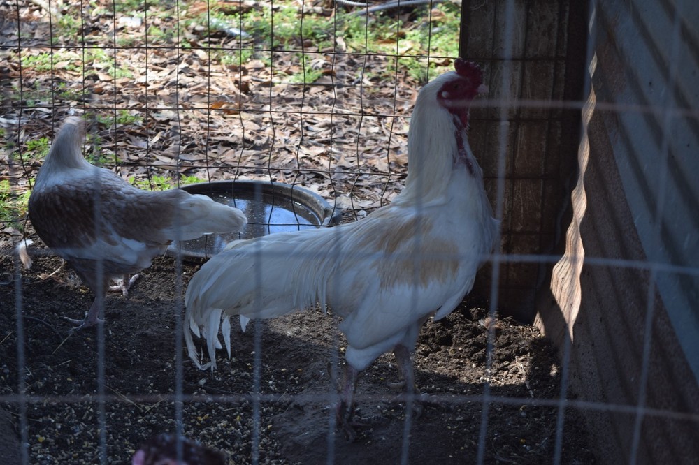 6 ASSORTED longtail Chicken hatching eggs L@@K!