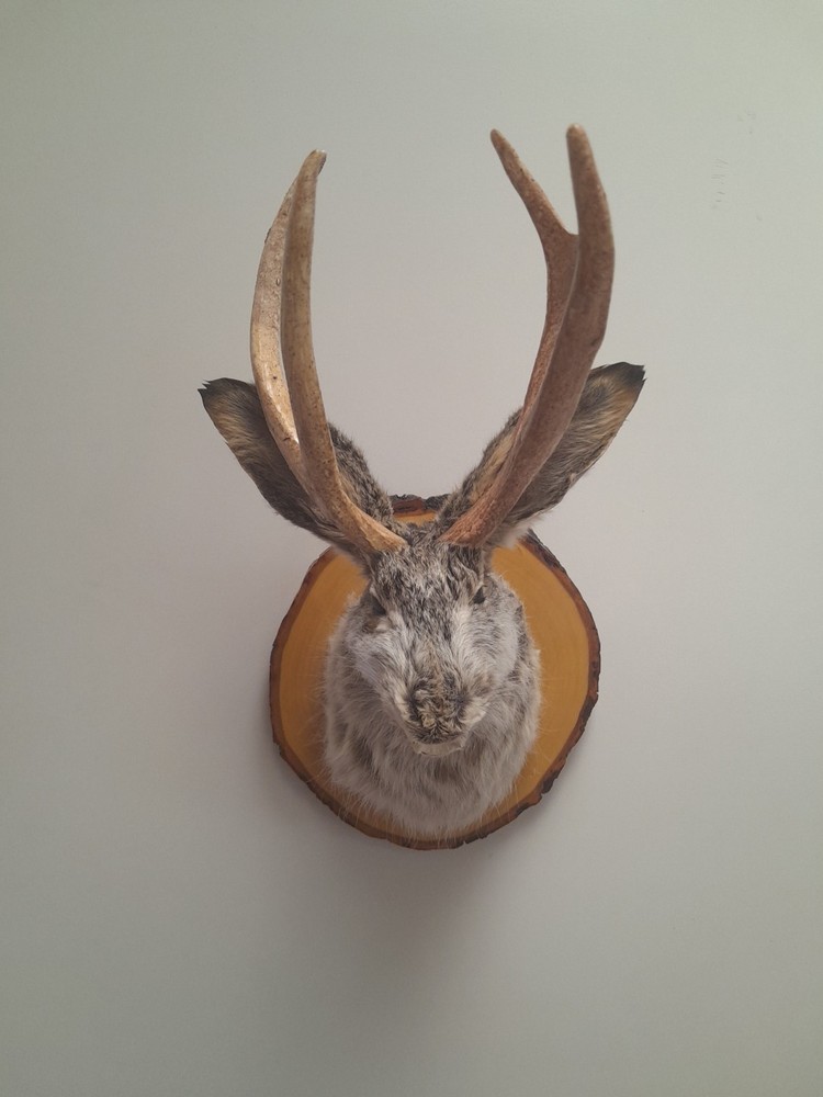 Snarling Fanged Jackalope with Certificate of "Authenticity"