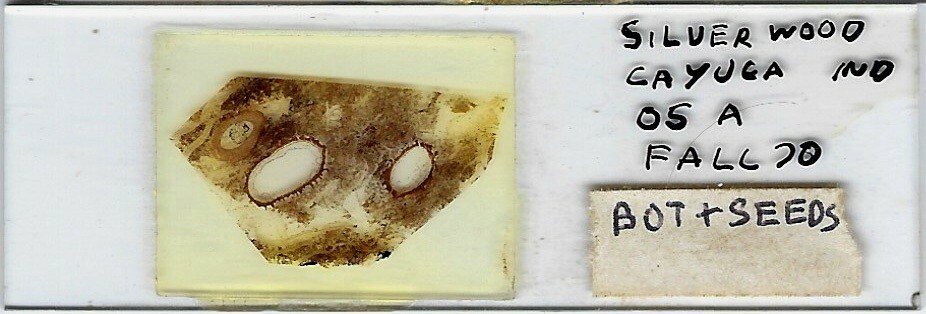 Botryopteris sp. (Coal Fossil) Microscope Slide