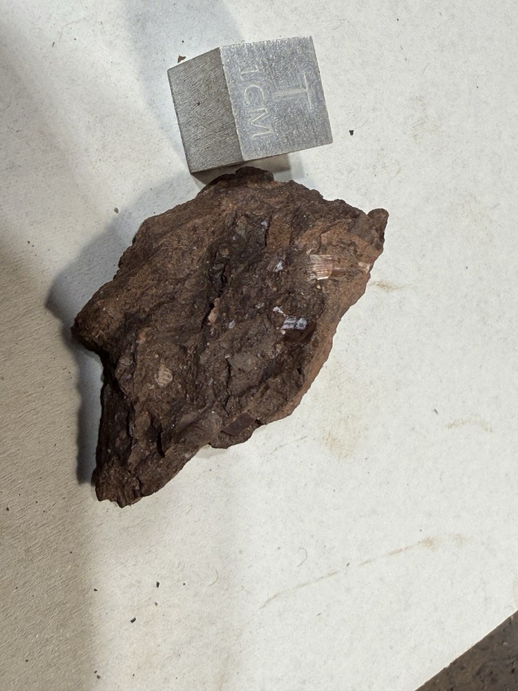 Fossil Devonian Fish Tooth