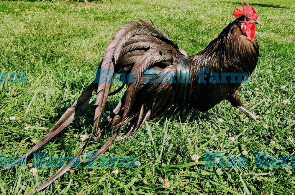6+ Black PHOENIX Chicken Hatching Eggs. Rare, Elegant, Long-Tail Project Breed