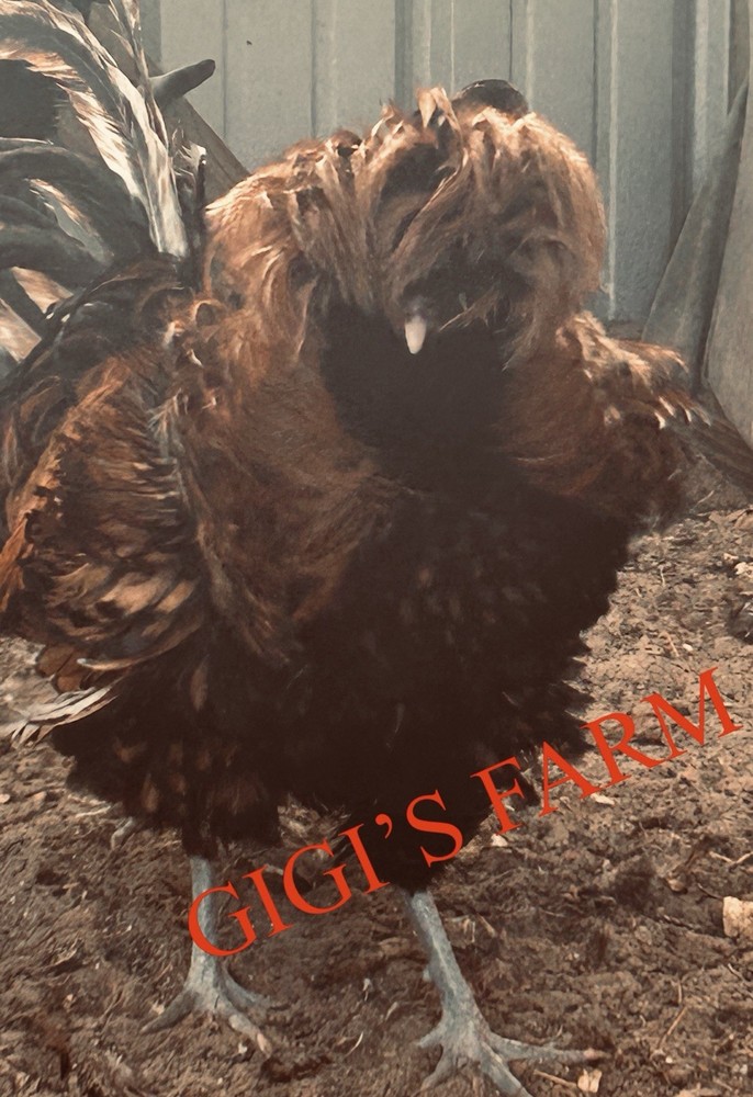 12 💕TOTAL -pure Golden Laced Polish Eggs