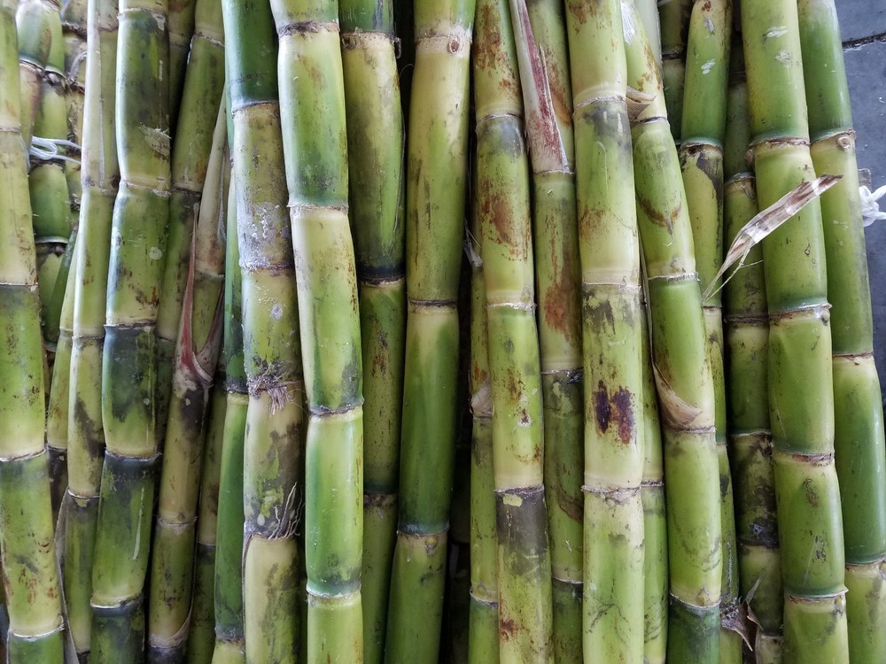 Fresh Sugar Cane (15 lbs)  The Actual Fruit