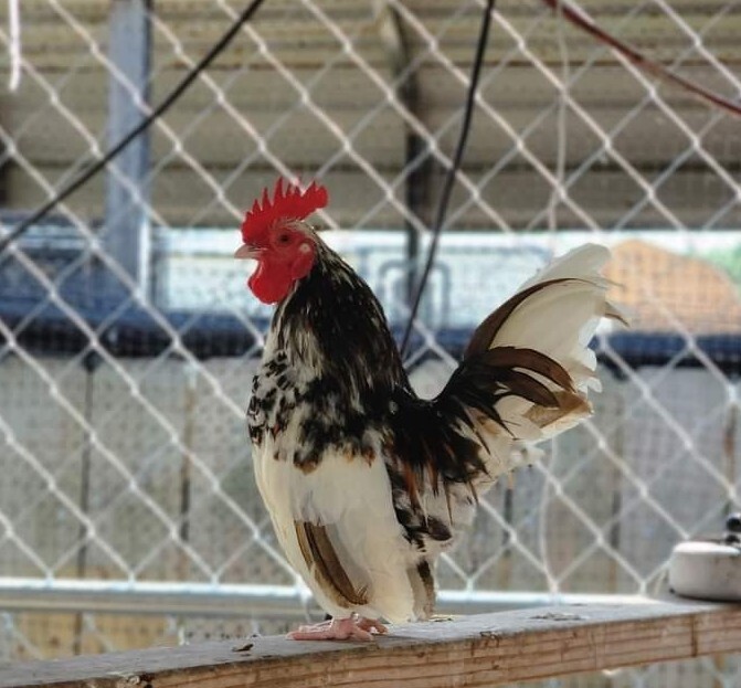 24+ Serama Bantam Hatching Eggs 4-H