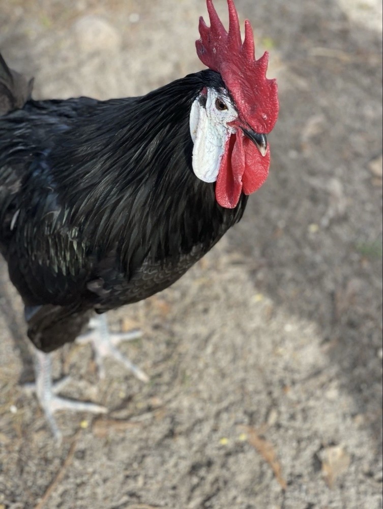 White Faced Black Spanish Hatching Eggs 6+ LF NPIP Certified