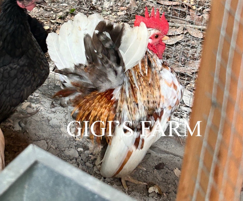 12 Beautiful Serama Hatching Eggs