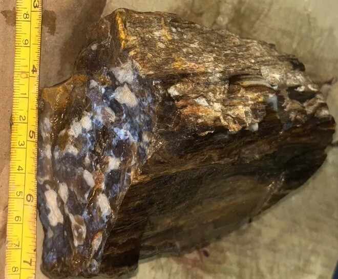 Silver Creek Junction petrified wood