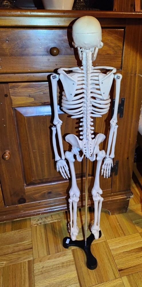 Anatomical Human Skeleton Model Educational Display & Decor