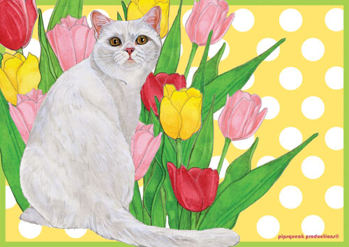 Cat White Cat Small Blank Note Cards Boxed