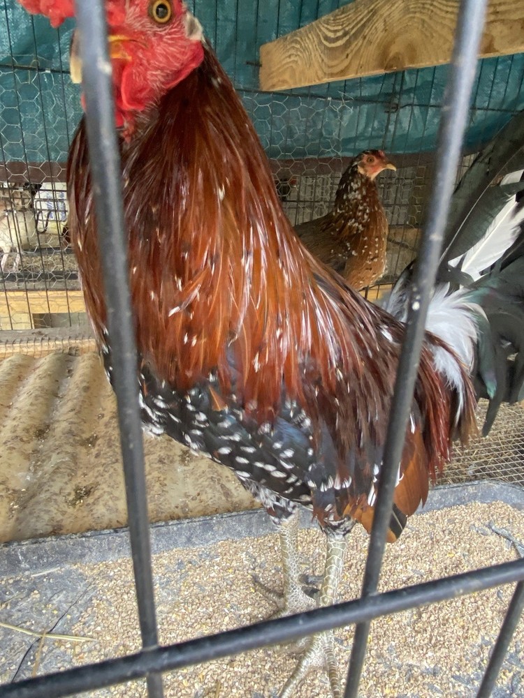 10+Pure Spangled poultry hatching eggs