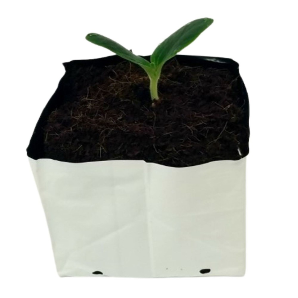 UGRO Coco Coir