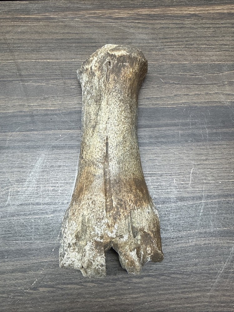 Unknown Fossil Leg Bone Bison?