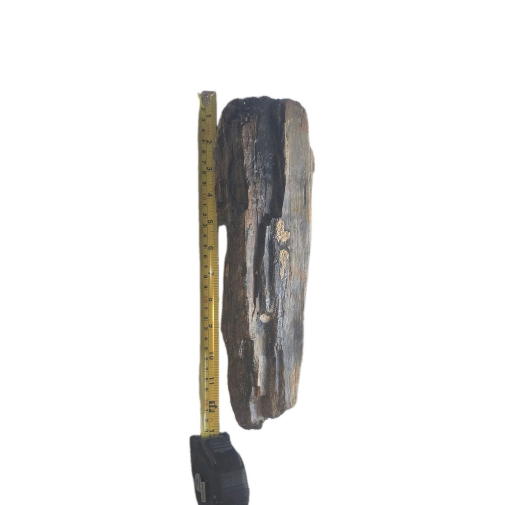 6lb Petrified Wood