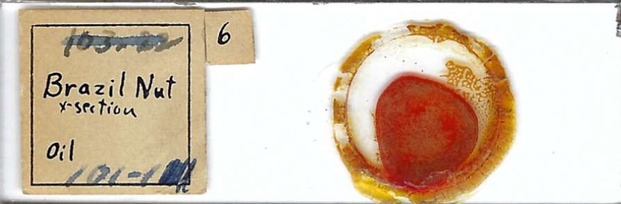 Brazil Nut c.s. Microscope Slide