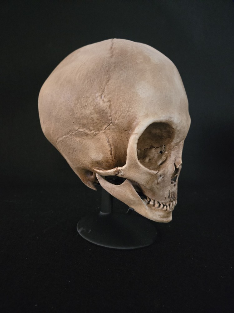 Skull Alien Realistic Full Size