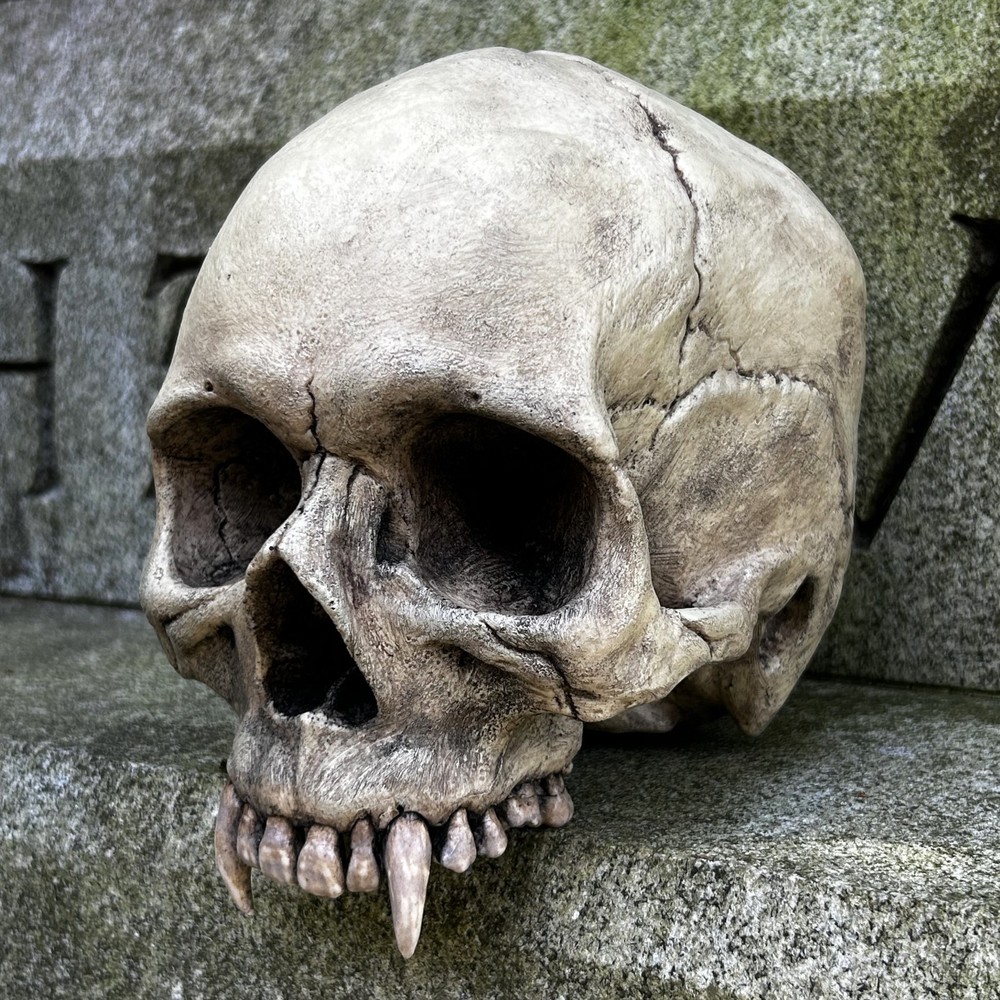 Life Size Realistic Vampire Skull