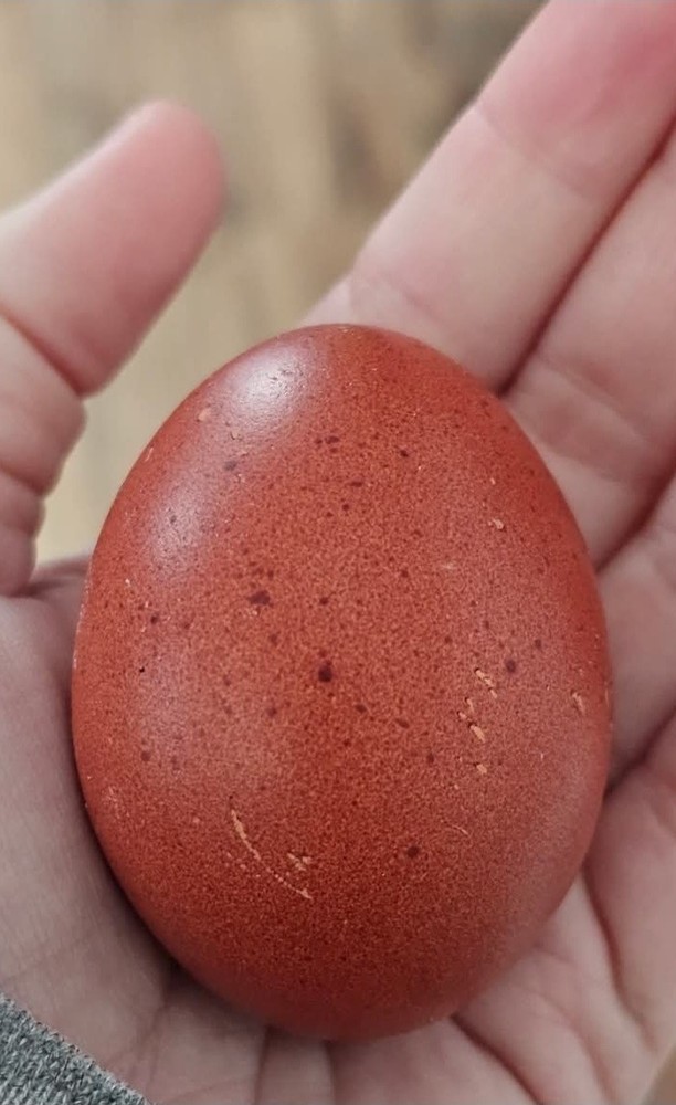 12 Rainbow hatching eggs mixed breeds