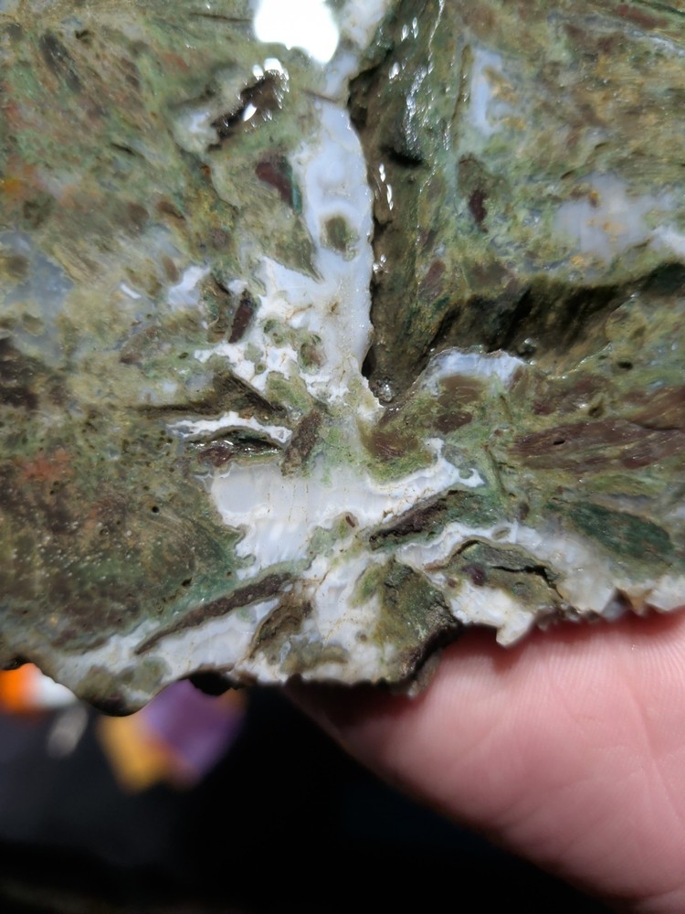Hampton Butte Slab Specimen (1lb 8oz)