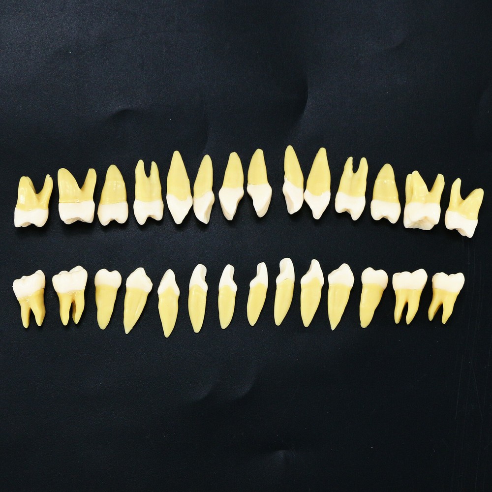28 Pcs Dental 1:1 Permanent Teeth Demonstration Teach Study Model Tooth M7021