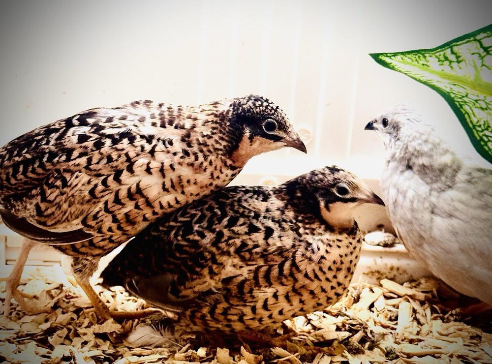 40 Button Quail Hatching Eggs Multiple Colors