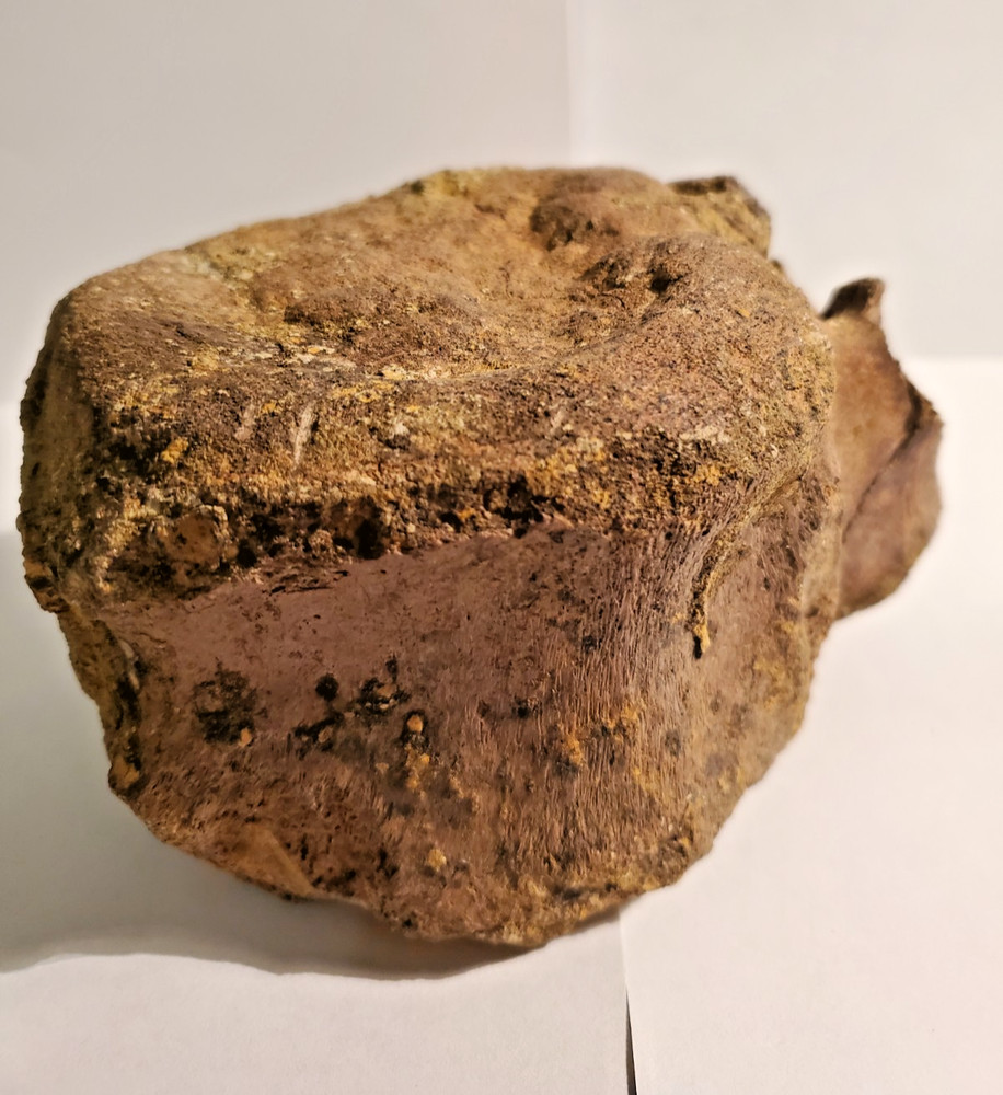 Large Hadrosaur Fossil Vertebrae Hell Creek Dinosaur