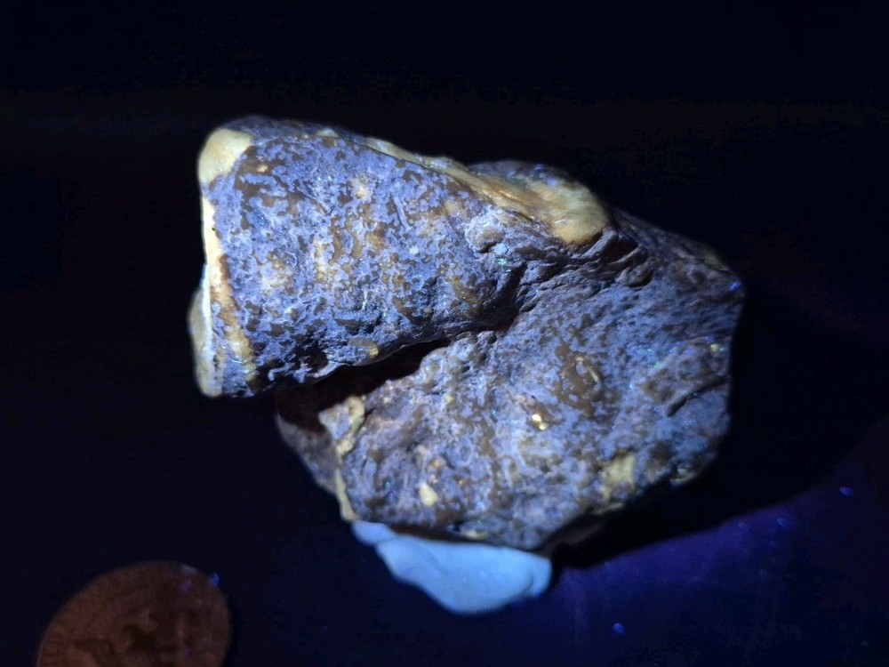 Egg Fossil Reptile 🦎 Permineralized