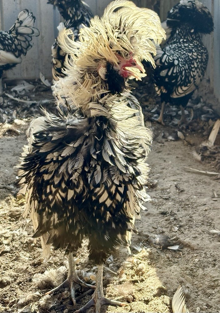 12 —TOTAL -pure silver Laced Polish Eggs