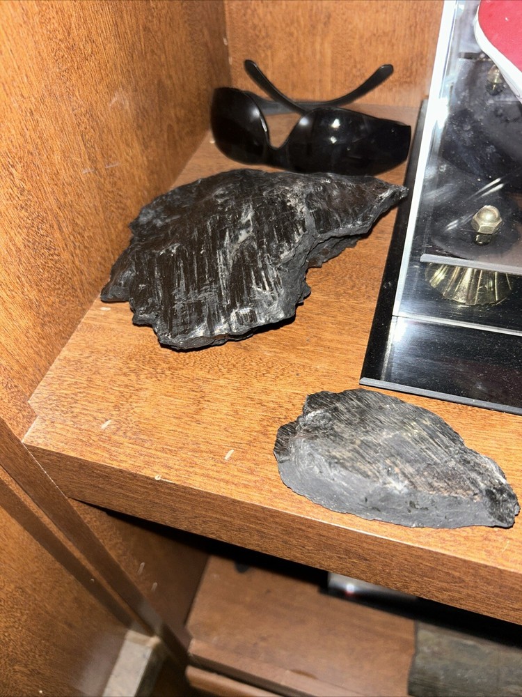 Fossils from coal mine 1200 feet deep