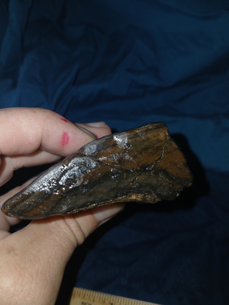 6.7 oz Agatized Petrified Wood