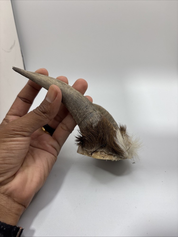 Real Brown Goat Horn: Small