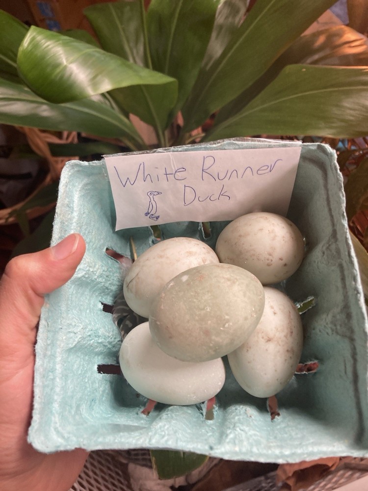 12 Indian Runner Duck Hatching Eggs (1 Doz)