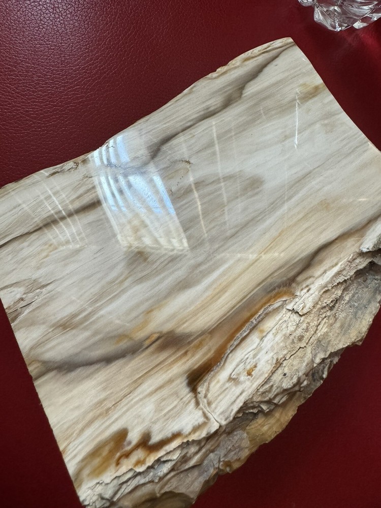 Petrified Wood Log. Marble surface