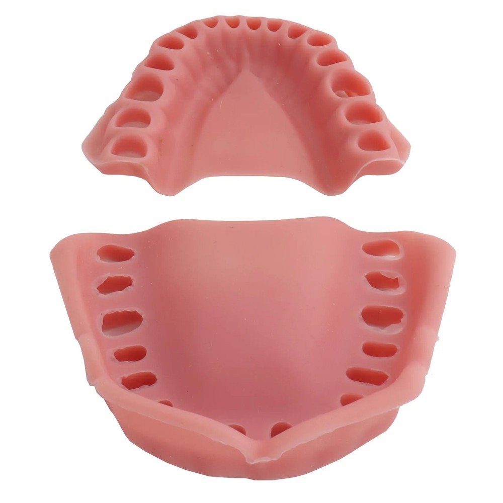 32 Teeth Model for Technician Practice Training Typodont Standard Dental Model