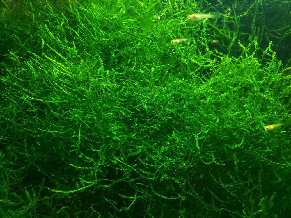 Java Moss / Taxiphyllum barbieri. Easy Low Light Aquarium Plant