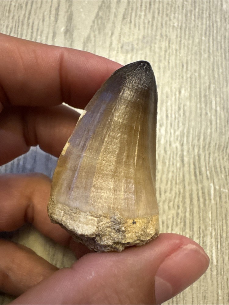 Nice Mosasaur Prognathodon Curii Fossil Tooth 2.02”