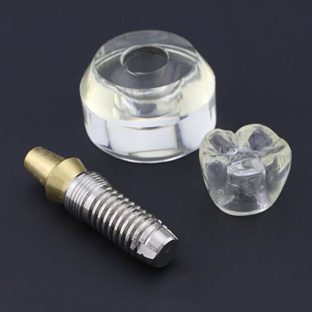 Implant Teeth Model Dental Typodont Ortho Pathological Perio Practice Demo Model