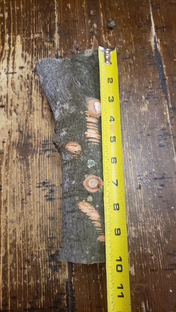 MAPLE Turning Crotch Log 10" Long M4319