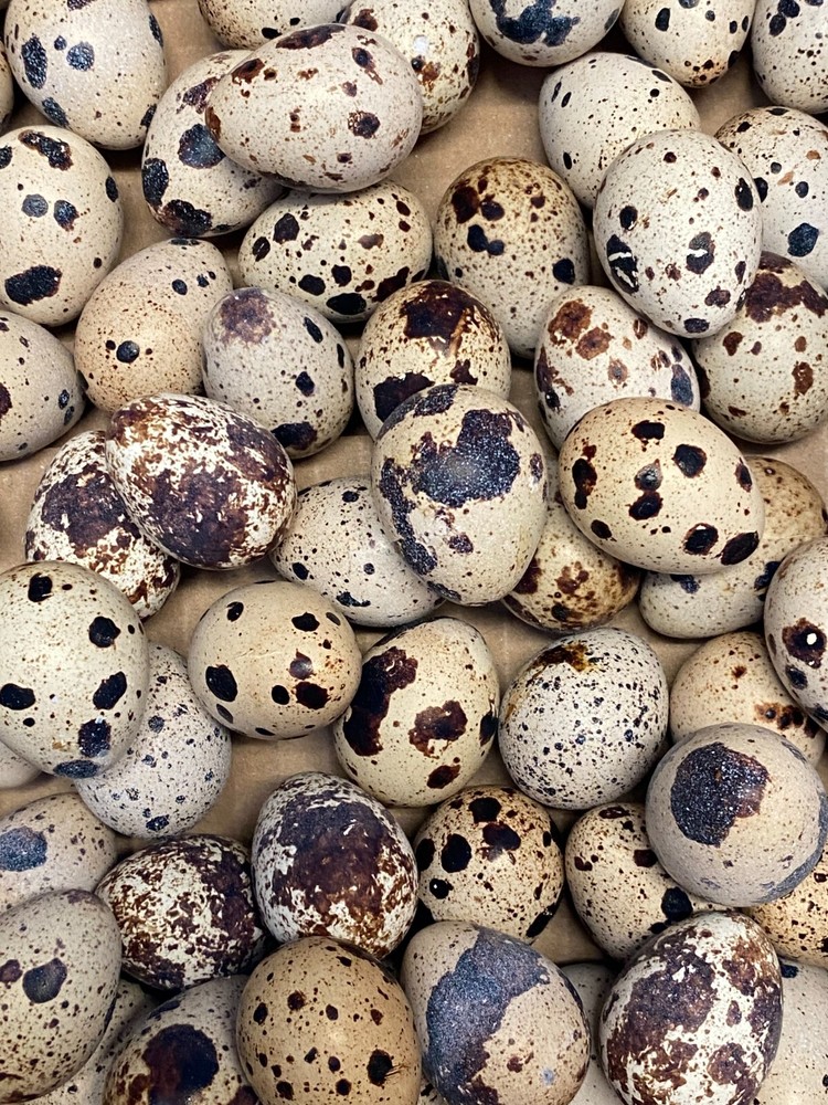 25 + JUMBO WHITE Quail Hatching Eggs