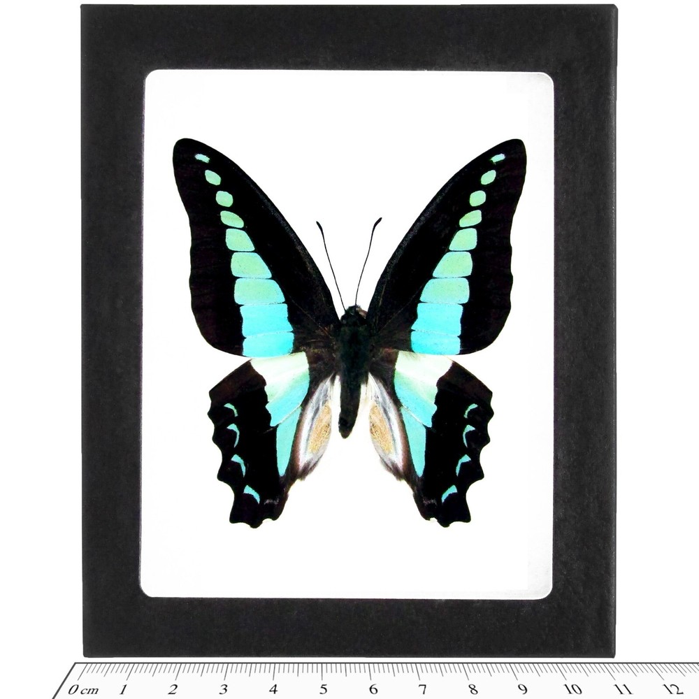 Graphium sarpedon REAL FRAMED BUTTERFLY BLUE INDONESIA