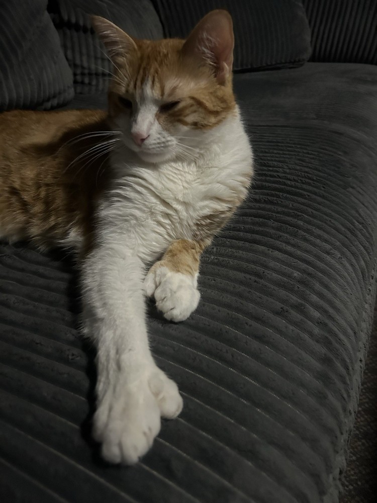 Kitties