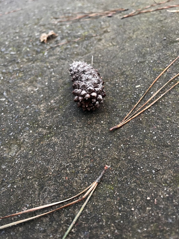 literally just a pinecone