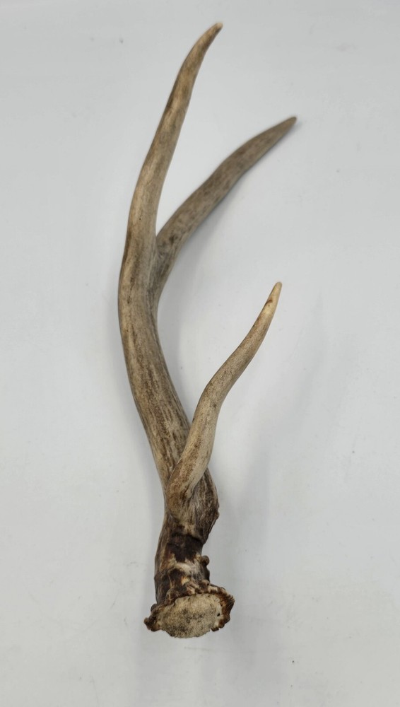 Unique deer antler shed ✅️