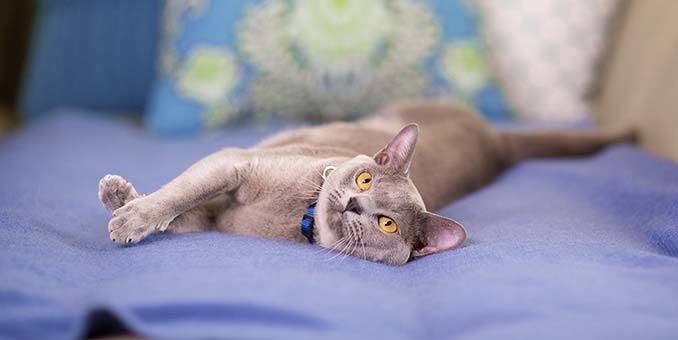 cat probiotic chew - CAT DIGESTIVE AID - cat digestive support