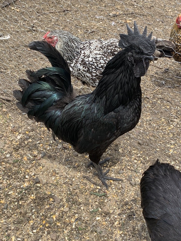 6 Ayam Cemani/ 6 Zombie Hatching Eggs