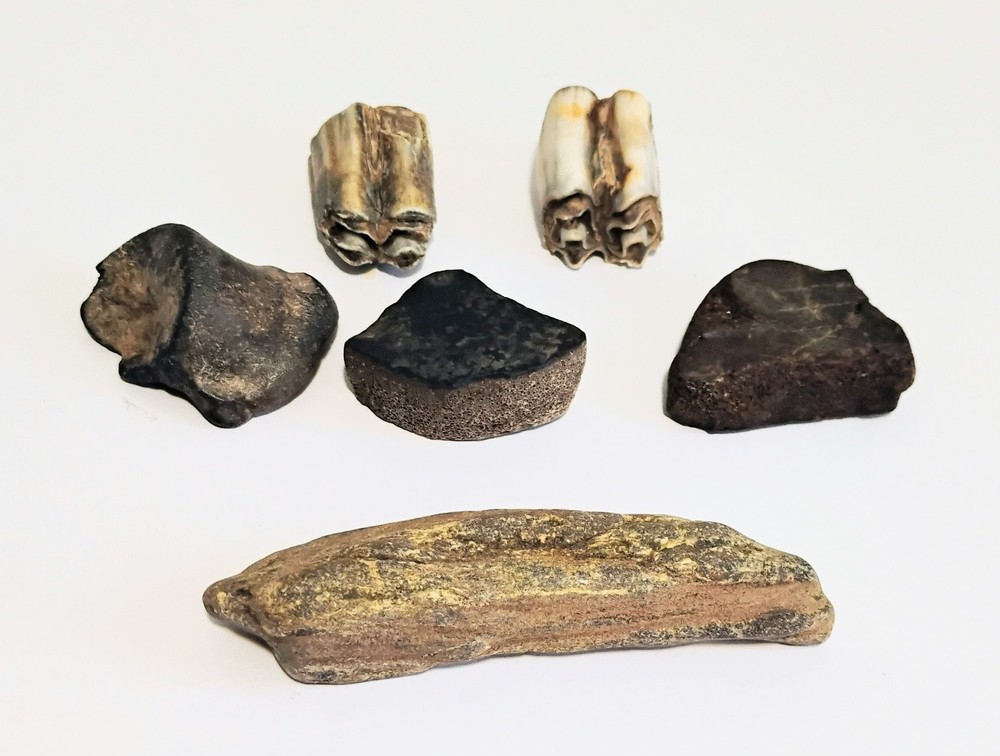 6 Petrified Fossil Bones