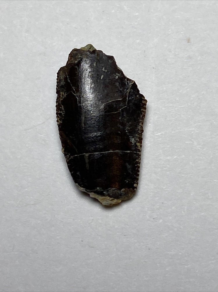 Theropod Raptor Tooth